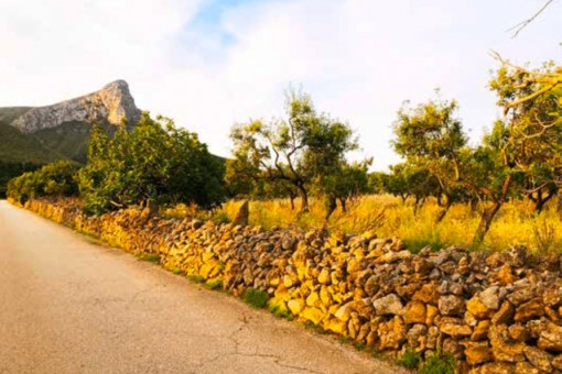 Terrain à Colonia de San Pedro