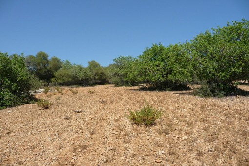 Fantastic plot with distant view and approved basic project near Manacor