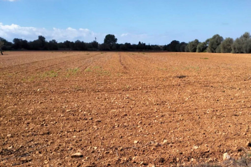 Terrain à Campos