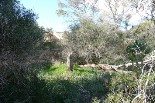 Terrain à Cala Figuera