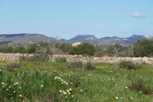 Terrain à Cala Llombards