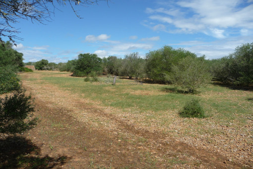 Terrain à Porreres